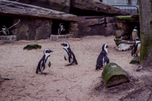 Penguin Life
