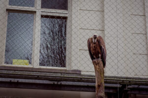 Vulture