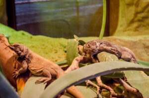 Lizards