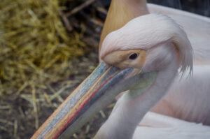 Pelicans