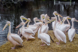 Pelicans