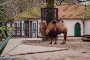 Camel