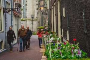 Tulips