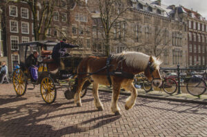 Horse & Cart