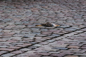 Cobblestone releif