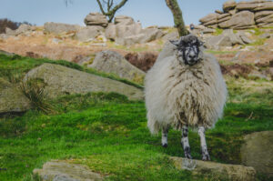Baaaaa.