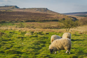 Grazing