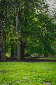 Endcliffe Park Trees