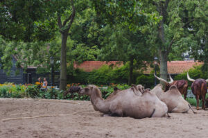got hump?
