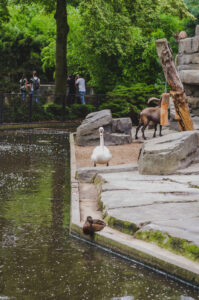 Duck's domain.