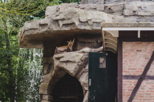 Depressed Mountain Goat