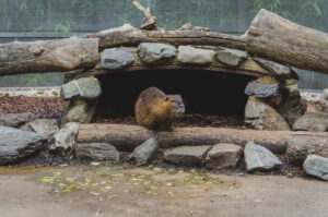 Beaver.