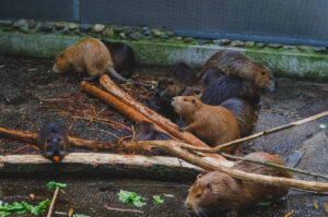 Multiple Beavers.