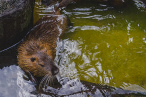 A swimming Beaver.