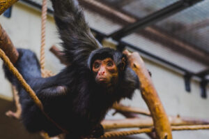 vogue.