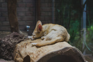 Sleeping Fox