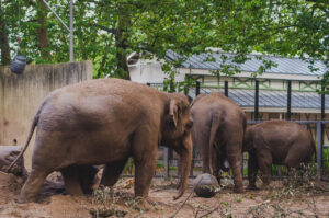 Elephant Soccer
