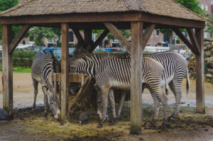 Zebras