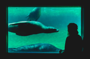 framed and sealed. Rebekah Hawkins, Artis Zoo, Amsterdam Buy this as a Print
