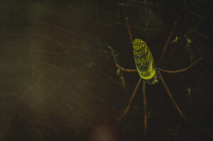 Spiderback