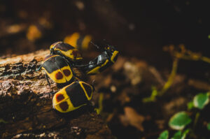 Beetle-sex