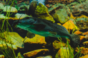 Artis Aquarium