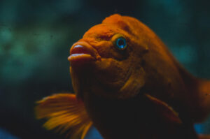 Artis Aquarium