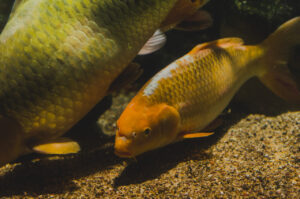 Artis Aquarium