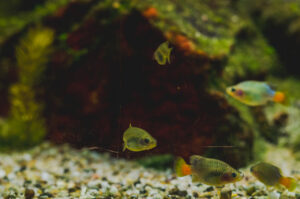 Life in the Fishtank