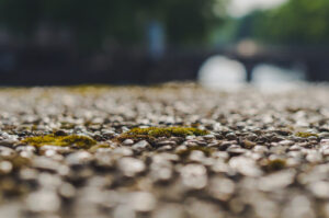 'cus moss.