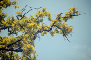 Branching out