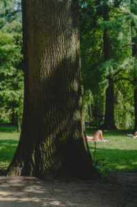 Treekini