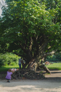 Leaning Tree