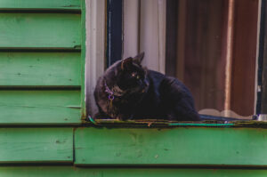 Meow.