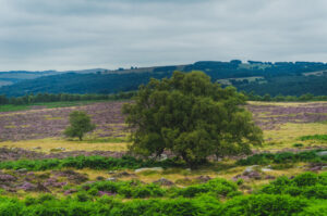 Trees