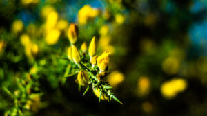 Yellow Buds