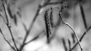 Twig