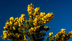 Yellow Bush
