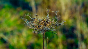 Wind Flower