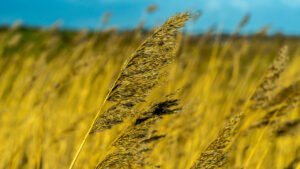 Wind speed