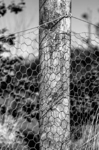 Scaly Wood