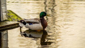 Duck’s gold.
