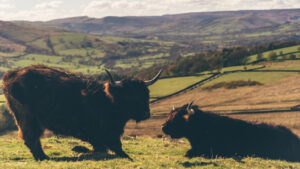 2 Black Highland Cows