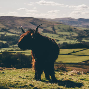 Black Highland Cow