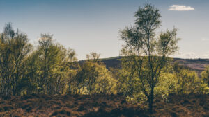 Treelines