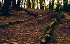 Endcliffe Pathways Endcliffe Park, Sheffield