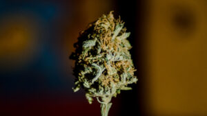 Red Poison View on 500px Red Poison, bred by Sweet Seeds, is an auto-flowering hybrid of Green Poison and a Pakistani l…