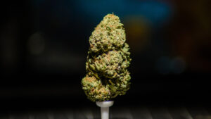 “Steel City” Blues. A popular local cannabis strain. View on 500px