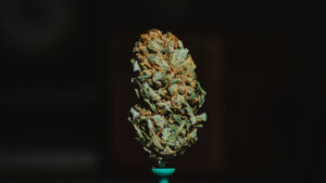 LSD View on 500px The LSD strain was bred by Barneys Farm, with a lineage from Mazar-I-Sharif and Skunk #1. It is a dis…