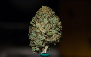 Bubba Kush View on 500px Bubba Kush is an indica strain that has gained notoriety in the U.S. and beyond for its heavy…